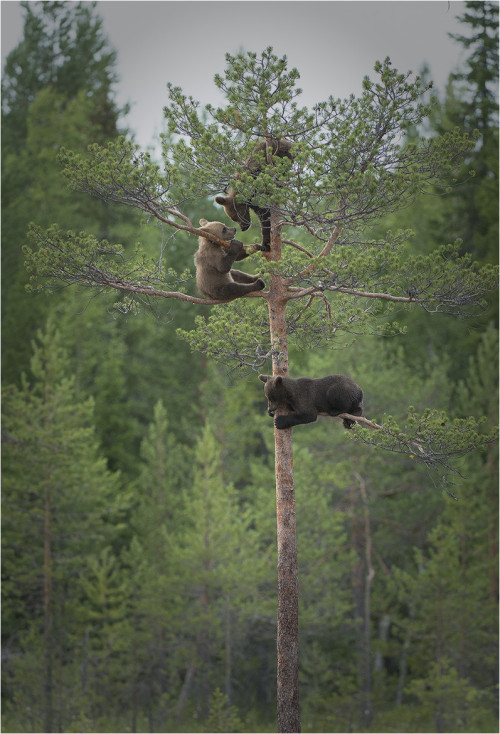 llbwwb:(via 500px / Young bear / Junge Bären by Hans Rentsch)