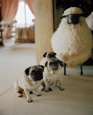 paris2london:I’m just going to look at photos of pugs all day to feel better about being back to wor