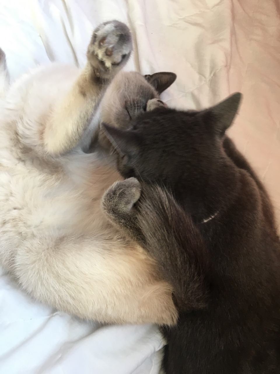 unflatteringcatselfies:  Storm was cleaning Outlier until they suddenly started play