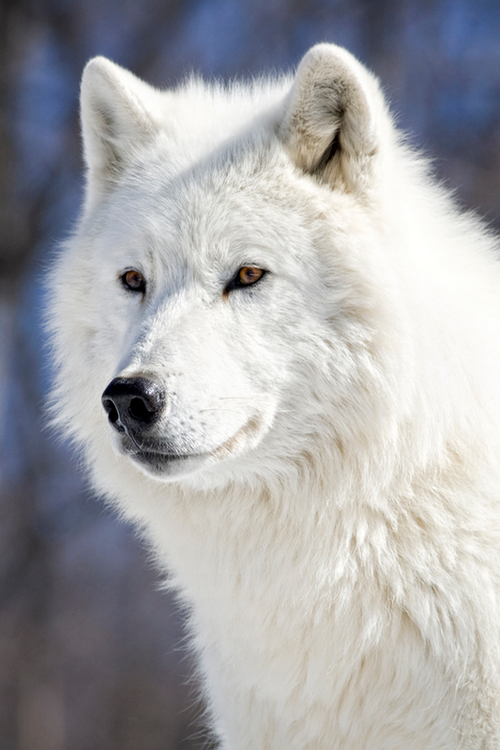 wonderous-world:  Wild Beauty by Renald Bourque 