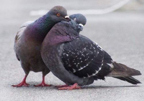 pigeonaday: Pigeon 259