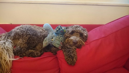 Wanda, my labradoodle, fast asleep with her stuffed elephant.