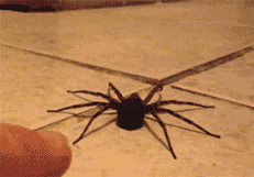 jtotheizzoe:  missbonniebunny:  hellish-deer:  ceruleanpineapple:  spiders.  they’re like tiny 8-legged catshow can anyone hate them  Look at these nerds.  Arachnerds, indeed. Don’t fear the spiders! 