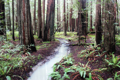 bright-witch: Redwood forests are full of beautiful freshwater creeks. Print Shop 50% of print shop 