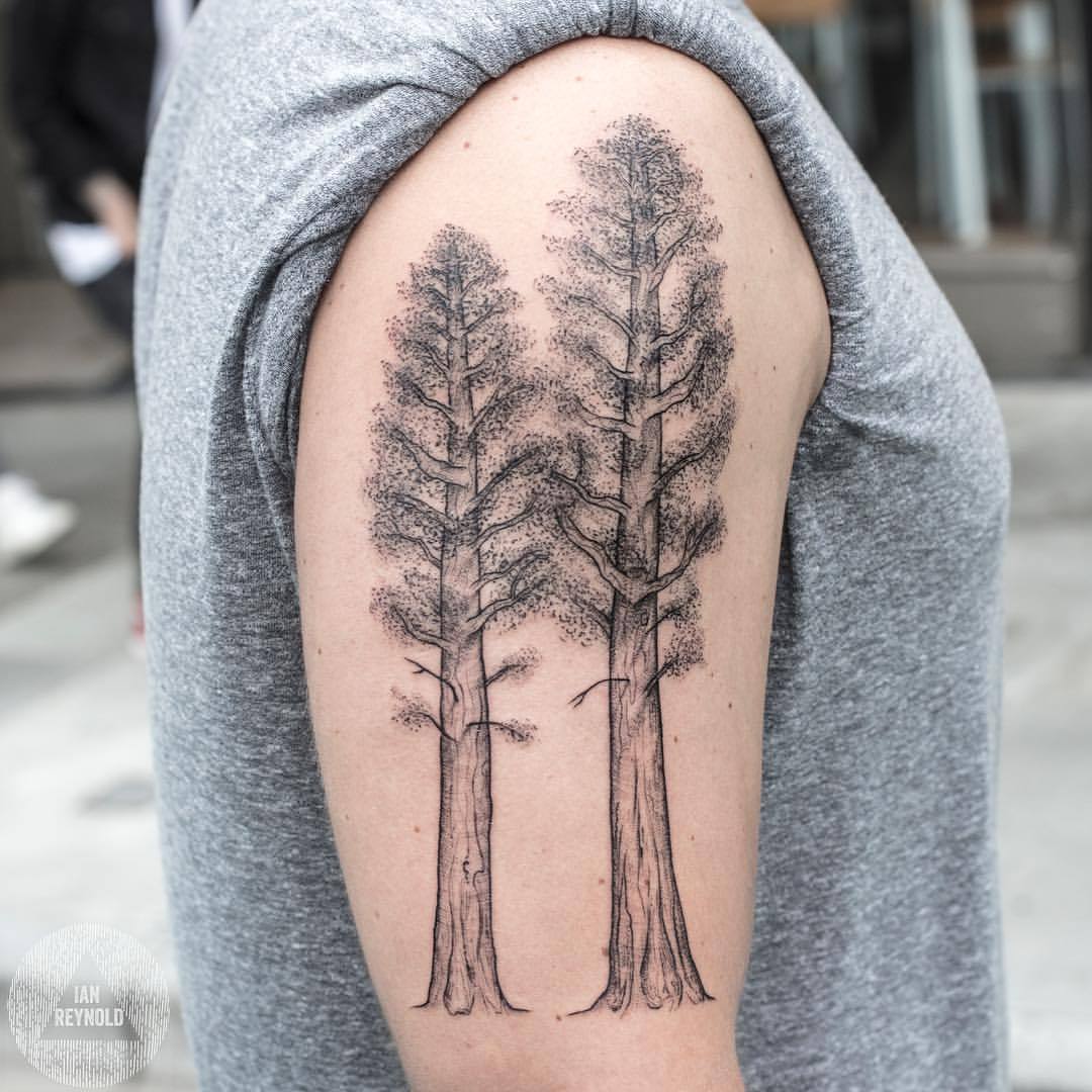 ian reynold — Two sequoias for Nick's first tattoo. … .....