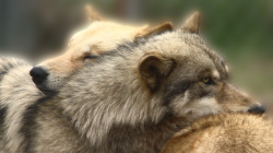 wolveswolves:    Northern Rocky Mountain wolves (Canis lupus irremotus) by California Wolf Center  