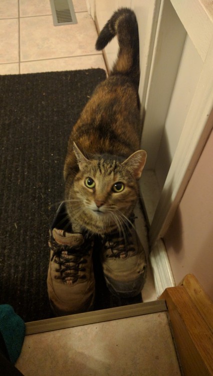 and-away-she-goes: Berlin likes to go for hikes. She is prepared. @mostlycatsmostly