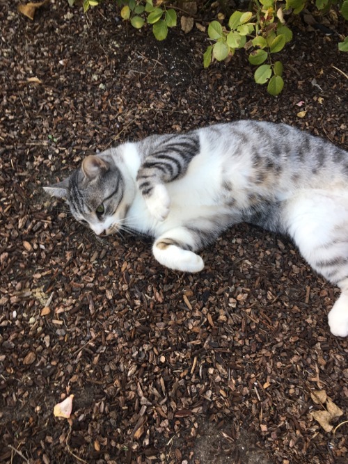 palisadeswasp:He’s just a fun-having, fun-loving rowdy, dirty boy!