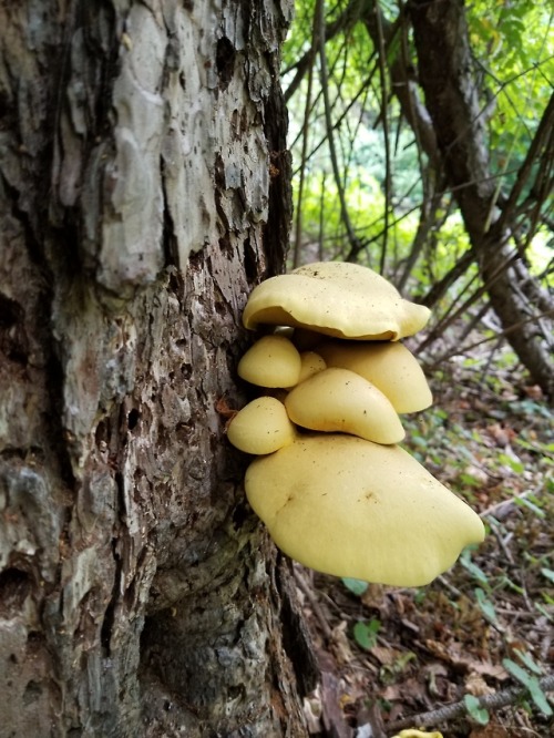 Golden mushrooms (unidentified) on a tree that looks like it’s being used to grow them?