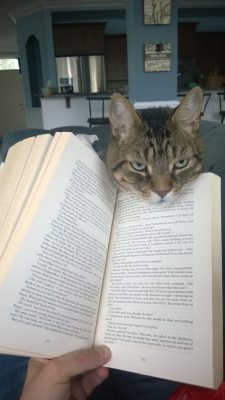 cute-overload:  Uh oh… I think my bookmark