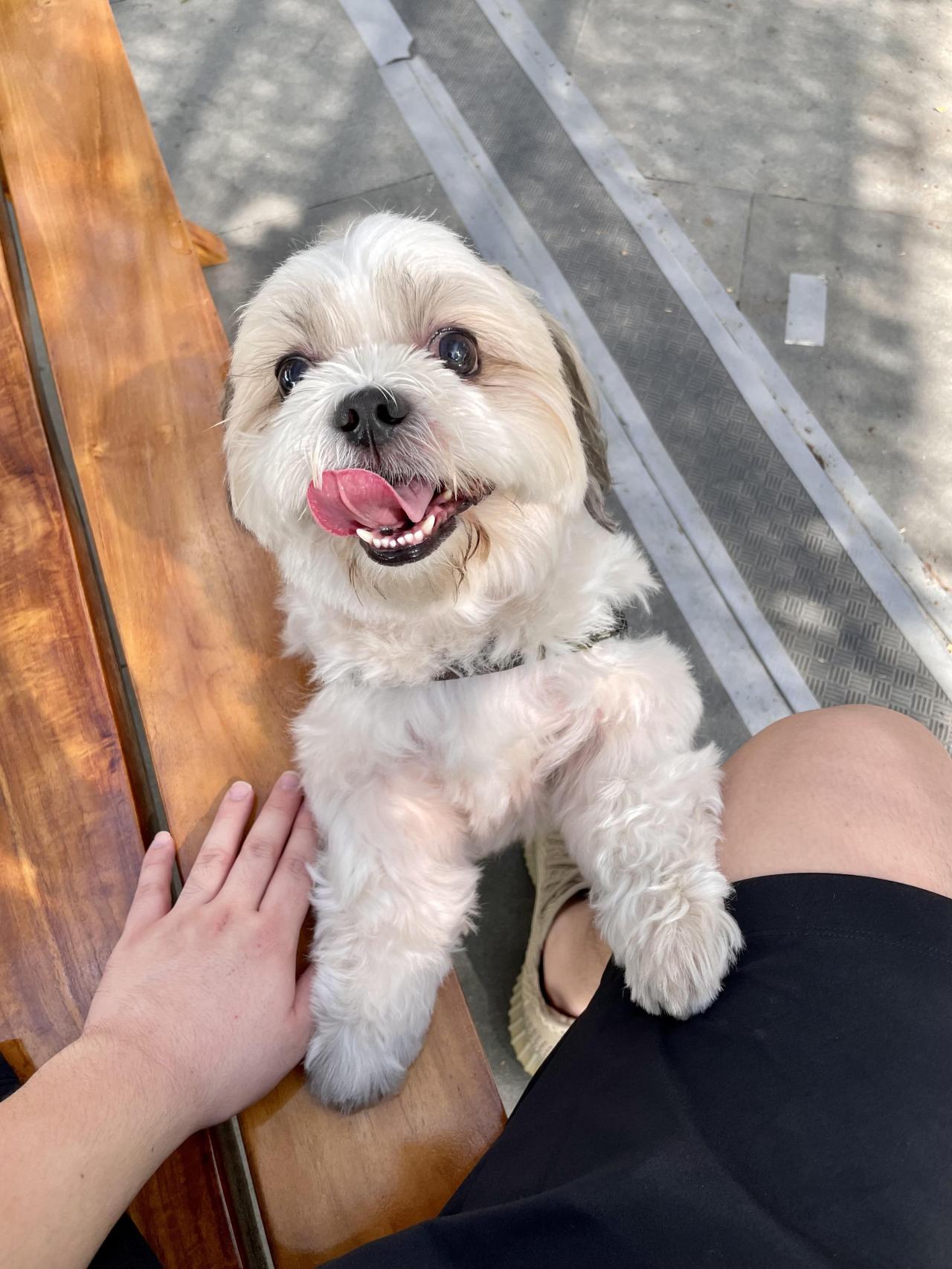 A rare smile from my grumpy Lhasa Apso!💛💜