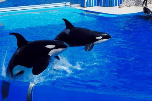 Gender: FemalePod: N/APlace of Capture: Born at SeaWorld of CaliforniaDate of Capture: Born Septembe