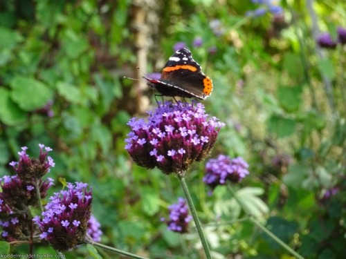 schmetterling