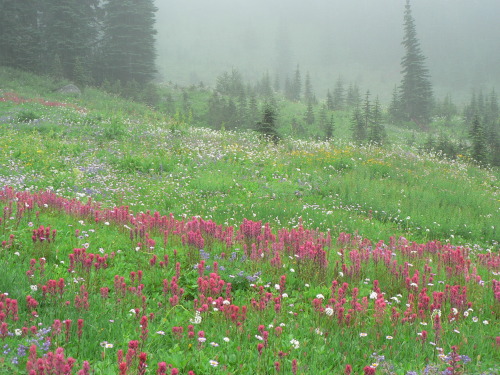 expressions-of-nature:Wildflowers by Mount Rainier National Park