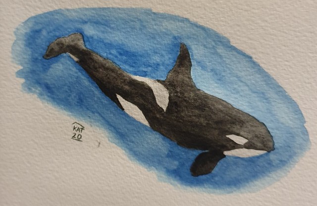 A watercolour orca (black and white dolphin-like whale). It is surrounded with open blue ocean which has a desaturated effect to make it look a bit grey and cold.