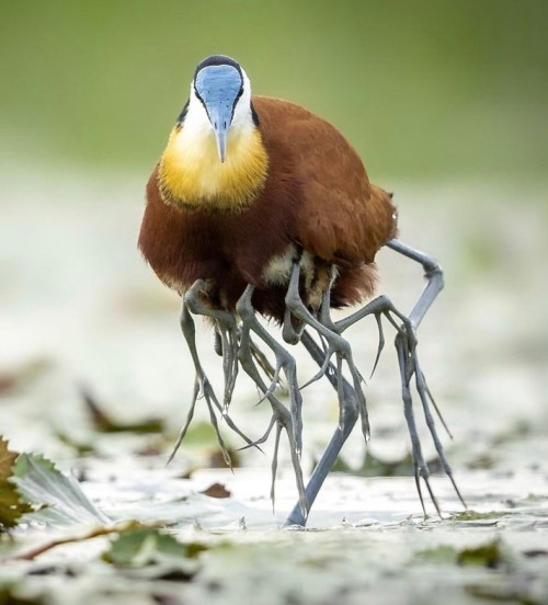 mutant-distraction:A Jacana carrying chicks underneath its wings.