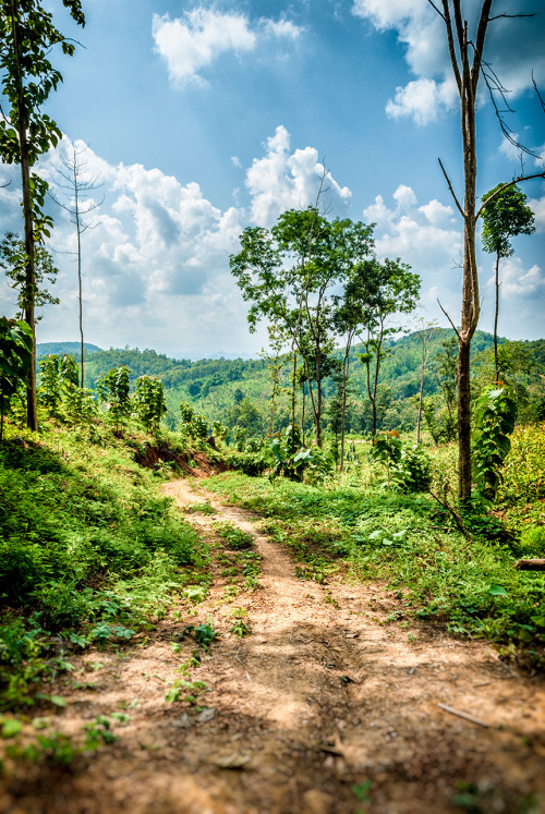 thefrankfurteye:  No.2283       backdoor to the jungle