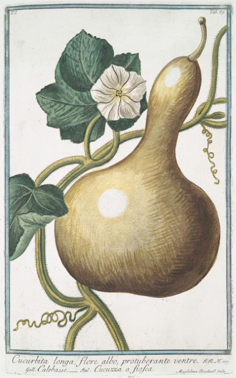Cucurbita longa or Bottle gourd and Pumpkin from Hortus Romanus, 1772-93. Italy. Via NYPL