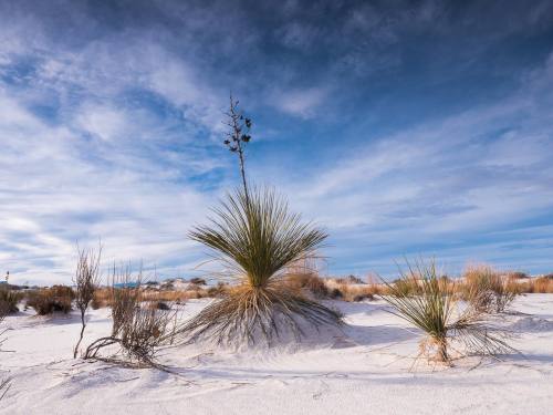 I haven’t been in over a year, it might be time to go back. White Sands National Park, #NewMex