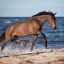 equine13trax