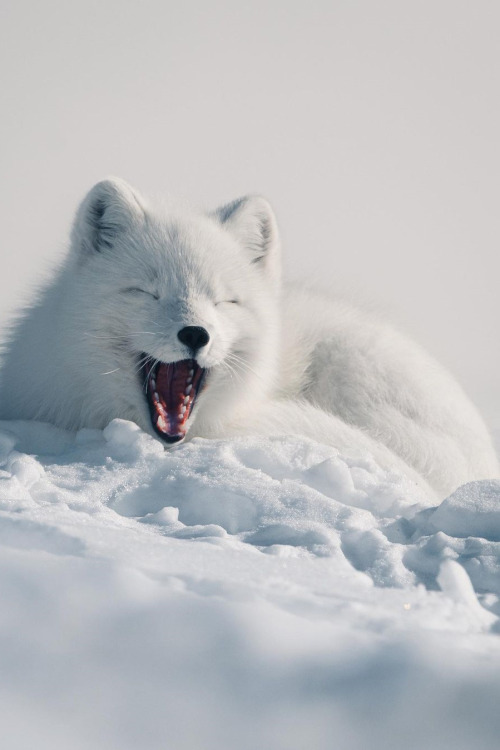 lsleofskye:  A white arctic fox yawning in the Lapland’s wilderness (Sweden) | kpunkka