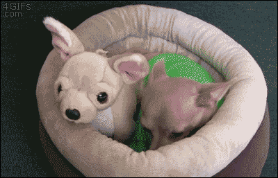 catsdogsgifs:  More Funny GIFs here