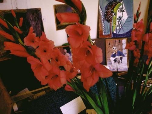 sickpage:Inside Picasso’s home in Mougins, flowers and paintings surround two portraits taken by LIF