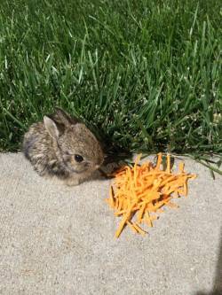 awwww-cute:  This little guy has been hanging