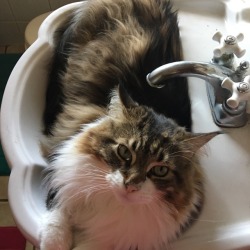 fightmebucky:  I caught Liam relaxing in the bathroom sink.