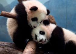 giantpandaphotos:  Twin sisters Mei Huan