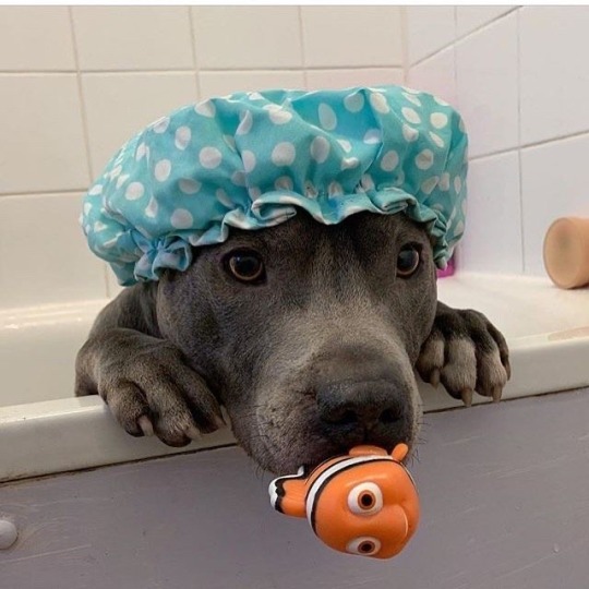 Blue Staffordshire Bull Terrier Explore Tumblr Posts And Blogs Tumgir Blue Staffordshire Bull Terrier Explore Tumblr Posts And Blogs Tumgir