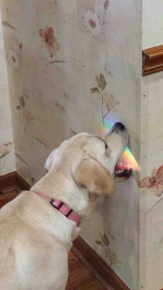 It’s Magically Delicious Http://cute-overload.tumblr.com Source: Http://imgur.com/r/aww/aPFzTID