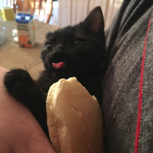 kdotjay-draws-and-reblogs: sindri42: High quality content. black cats giving me high quality bleps i