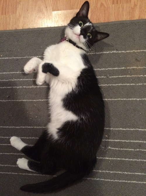unflatteringcatselfies:The fat tabby cat is named Polly cause she’s polydactyl and the tuxedo cat is