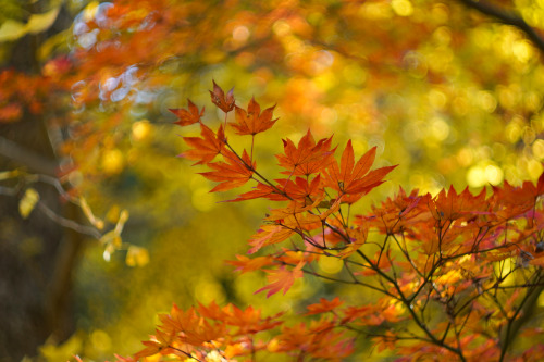 『最後の紅葉』sony a6400 + SIGMA 56mm F1.4 DC DN | Contemporary2021.12location : 静岡県 Shiuoka, japan