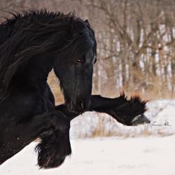 scarlettjane22:Black Horse Photography