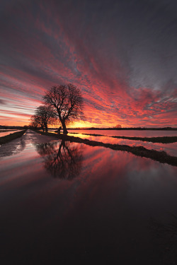 opticallyaroused:  Sunrise Somerset Levels