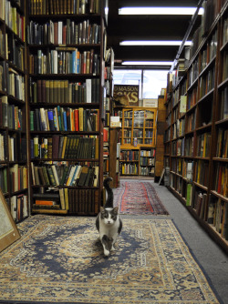 bookorithms:Perfection is a bookstore with cats in it. These adorable felines live at David Mason Books in Toronto, Ontario, Canada. 