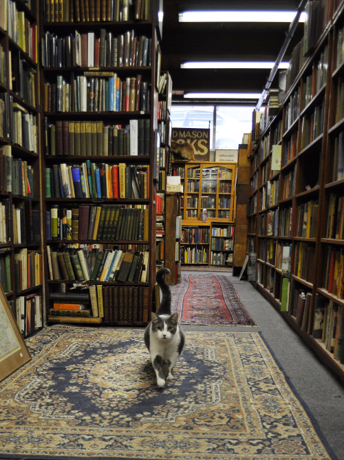 book-historia:bookorithms:Perfection is a bookstore with cats in it. These adorable felines live at 