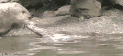 Pauleenuhh:  Gifsboom:  Embarrassing Animal Moms. Via  The Elephant 😂😂😂😂