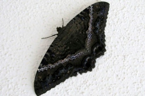 Beautiful Black Witch Moth