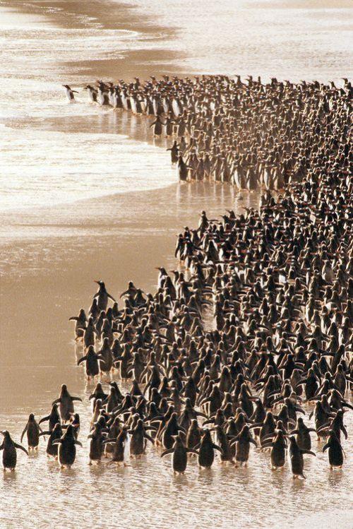 phroyd:  Gentoo penguins heading to sea,  Pygoscelis papua, Falkland Islands  Phroyd  i’m so happy right now