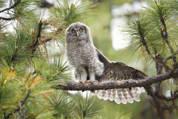 tulipnight:  Great Gray Owl by Bryan and
