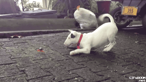 gifsboom:  Bull terrier vs. Crab. Video 