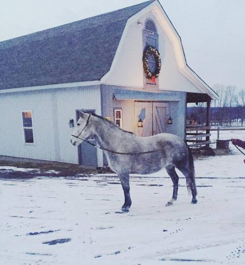 Chloe exploring in the snow ❄️ #FashionandFarm #homedecor #decor #countrydecor #fashionandfarm #pico