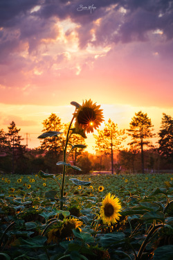 bmuqa:  Sunflowers