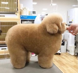 sirfrogsworth: MAXIMUM FLOOF. I’m not entirely sure what this creature is, but I want 12.  