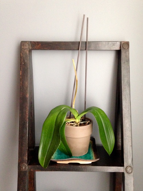 My mother-in-law&rsquo;s orchid is now in its dormant phase. Sleep tight!