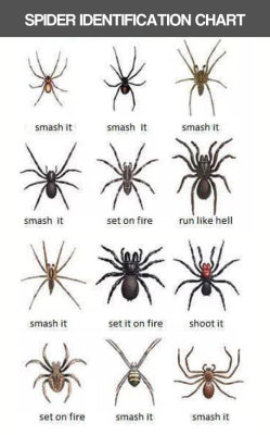 pr1nceshawn:  Spider Identification Chart.