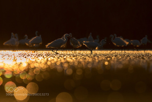 Little Egret - Garzette by LorenzoMagnolfi1